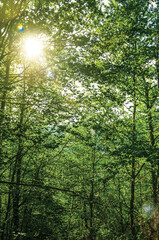 Branches full of green leaves on a forest in a sunny day, at the highlands of Serra da Estrela. The highest mountain range in continental Portugal.