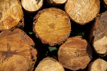 A view of the inside of a felled trees. a tree stump section