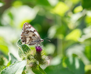 Melanargia lachesis  o Medioluto ibérica. Mariposa muy abundante, que vuela desde el nivel del mar hasta unos 1500 metros de altitud, desde junio hasta septiembre, en casi todo tipo de terreno.