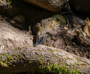 Libélula azul en medio de la naturaleza, al aire libre en verano 2021 por la zona del Figaró, en Cataluña.
