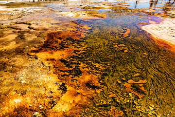 Fototapeta na wymiar Yellowstone Norris Basin runoff with geothermal vegetation
