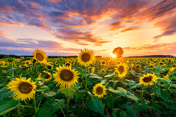 Beautiful sunset over sunflower field © Piotr Krzeslak