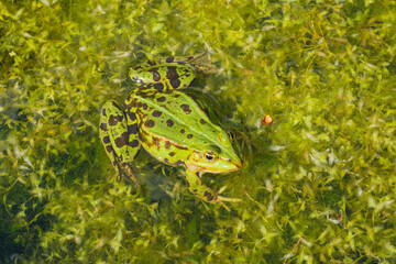 Frosch auf Algenbett