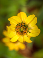 Yellow flower macro.