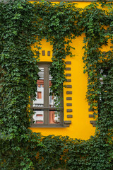 Picturesque window on bright yellow wall decorated with green wild grapes, front view. Colorful architecture