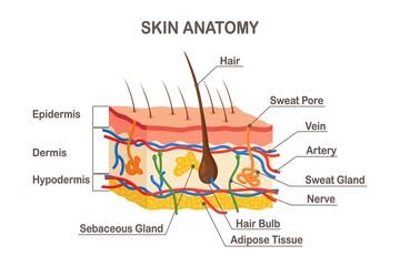 Human skin anatomy. Layered epidermis with hair bulb, sweat and sebaceous glands, artery, nerve and veins. Epidermis, dermis, hypodermis. Vector illustration - obrazy, fototapety, plakaty