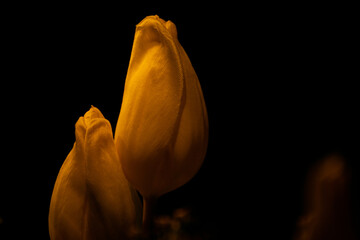 Gelbe Blume in der Nahaufnahme