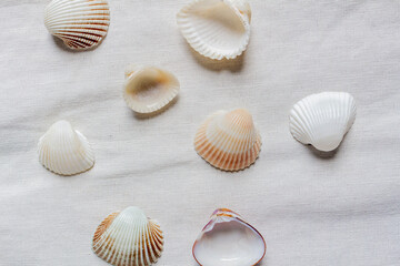 Beige seashells on a white cotton fabric background
