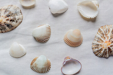 Beige seashells on a white cotton fabric background