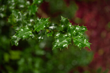 Fototapeta premium Holly leaves on dark forest