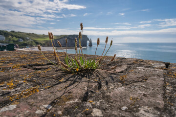 natural environment on a coastal wall