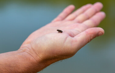 Little frog on the palm. A male hand holds a newborn frog.