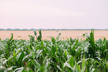 Corn field with many bushes against the sky on a summer evening.