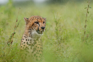 Portait of a young Cheetah sitting in long grass and in the rain  in Kruger National Park in South Africa