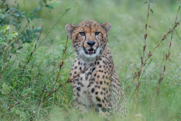 Portait of a young Cheetah sitting in long grass and in the rain  in Kruger National Park in South Africa