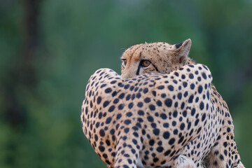 Portait of a Cheetah taken in Kruger National Park in South Africa