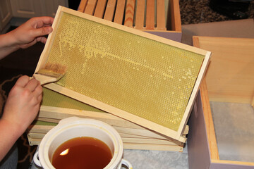 Applying or painting melted beeswax onto the plastic honeycomb foundation of a Langstroth hive...