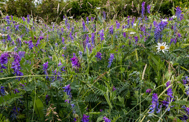 Beautiful view of a field of baikal skullcap Scutellaria baicalensis flowers on a sunny day