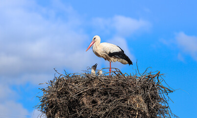 Stork in a nest with a baby on a spring day