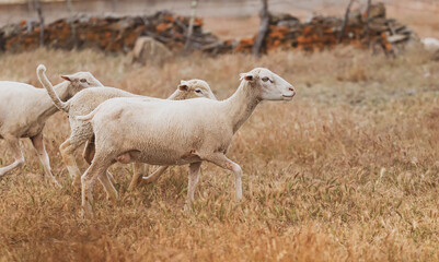 Flock of sheep in the field