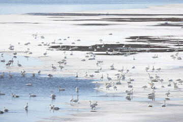 flock of wild swans in frosty natural environment