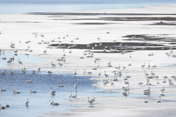 flock of wild swans in frosty natural environment