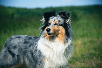 Cute Marble Dog Shetland Shepherd on Green Grass
