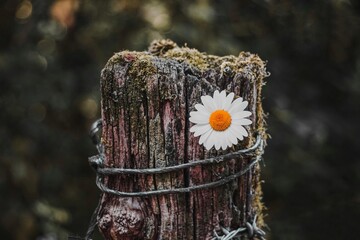 beautiful white daisy flower in springtime