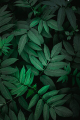 Naklejka na ściany i meble green plant leaves in the nature in springtime