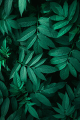 Naklejka na ściany i meble green plant leaves in the nature in springtime