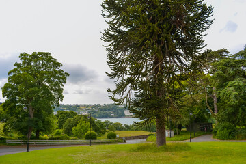 View of the inflow of the city of Bangor in the park. Big green tree and sea on the horizon