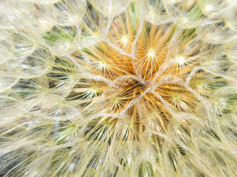 Close-up of Spherical Flower Seed head with Intricate Texture Details