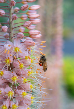Honey Bee with Orange Pollen Sacs on Foxtail Liliy Flowers