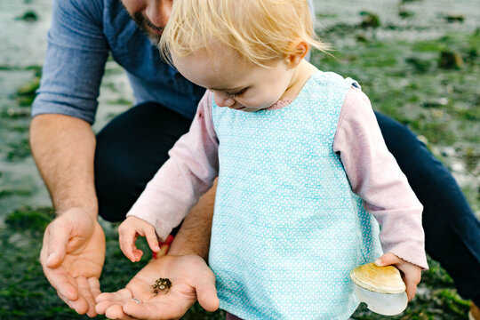 Closeup view of a young girl picking up a crab from her dad's hands