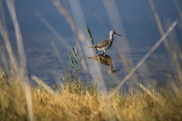 Marbled Godwit