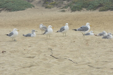 flock of seagulls on the beach