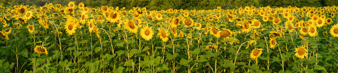 653-18 Sunflower Panorama