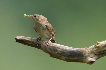 House Wren parents bringing multiple insects back to chicks inside nesting box on bright summer day. Both parents working constantly to feed babies