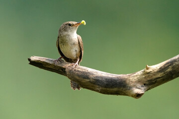 House Wren parents bringing multiple insects back to chicks inside nesting box on bright summer day. Both parents working constantly to feed babies