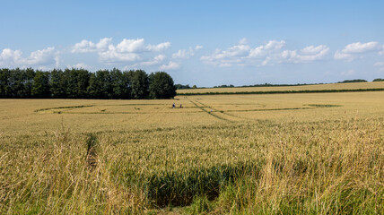 field of wheat with a crop circle.