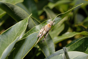 Grasshopper in the forest on a green leaf preparing its jump