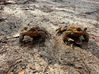 frogs