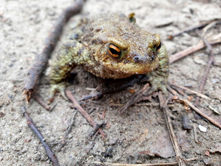 frog on the ground