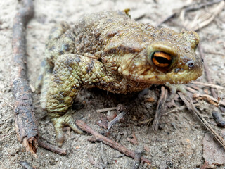 frog on a rock