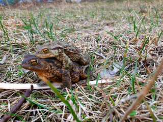 frog in the grass