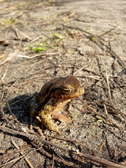 frog in the grass