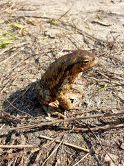 frog in the grass