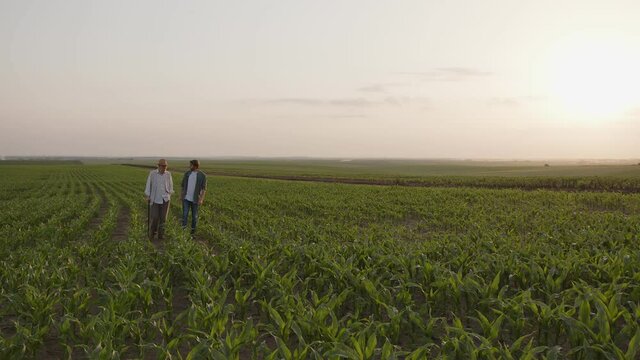 Front view of two farmers that walk on the corn field