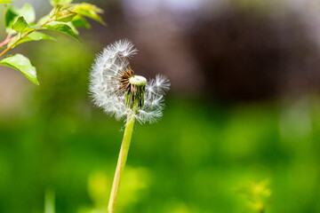 Beautiful dandelion details in the garden in springtime