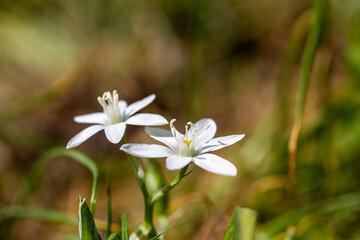 Garden star-of-betlehem ( Grass lily) flower in a beautiful spring moody atmoshphere